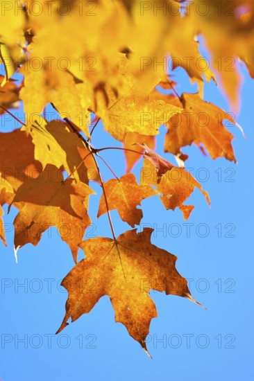 Maple (Acer), in front of a bright blue sky in autumn, New Hampshire, New England, USA