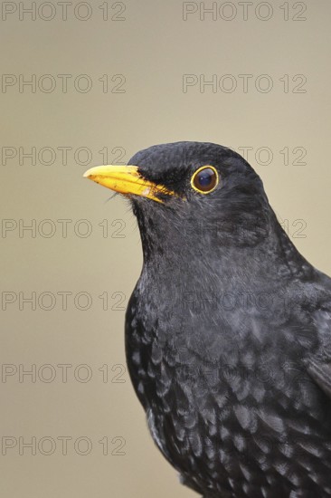 Blackbird (Turdus merula) adult male garden bird head portrait, animal portrait, wildlife, animals, birds, Wilnsdorf, North Rhine-Westphalia, Germany