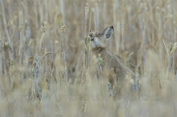 European brown hare (Lepus europaeus) adult animal eating a wheat plant seedhead in a farmland field in summer, England, United Kingdom