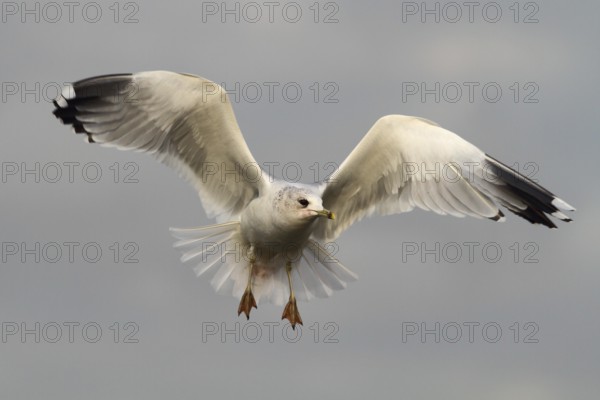 Mew Gull (Larus canus) flying, North Rhine-Westphalia, Germany