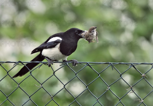 Eurasian Magpie (Pica pica) with captured Eurasian Tree Sparrow chick, Lower Saxony, Germany