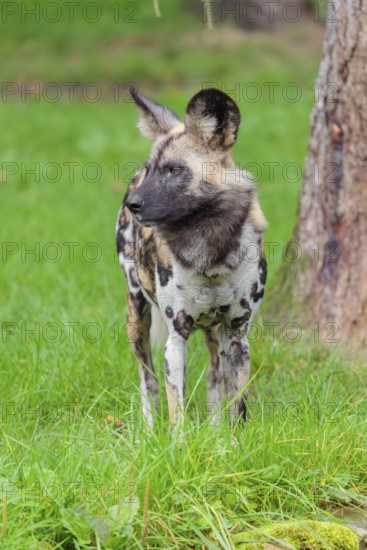 An African wild dog, Lycaon pictus, stands in a green meadow