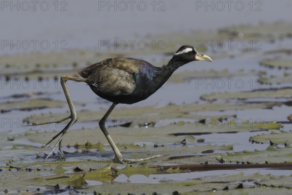 Bronze-winged Jacana (Metopidius indicus), Goa, India