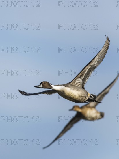 Northern Pintail, Anas acuta, pair of birds in flight over winter marshes