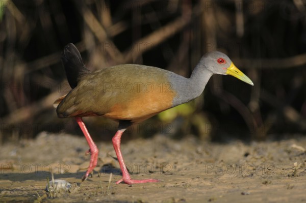 Grey-necked Wood Rail (Aramides cajaneus), Pantanal, Brazil