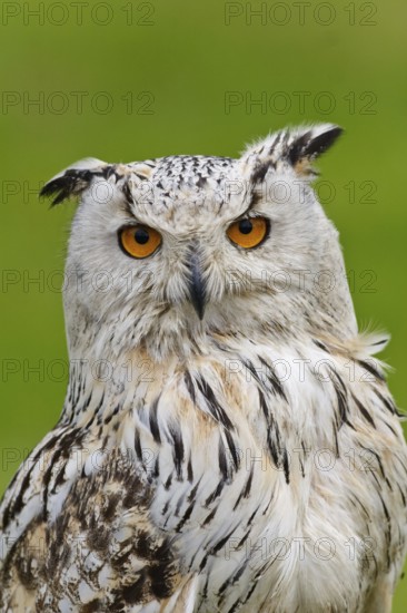 Eurasian Eagle-Owl (Bubo bubo sibiricus), Bavaria, Germany