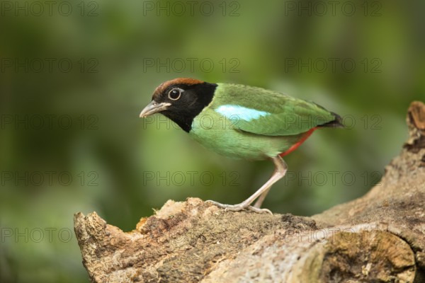 Hooded Pitta (Pitta sordida), Selangor, Malaysia