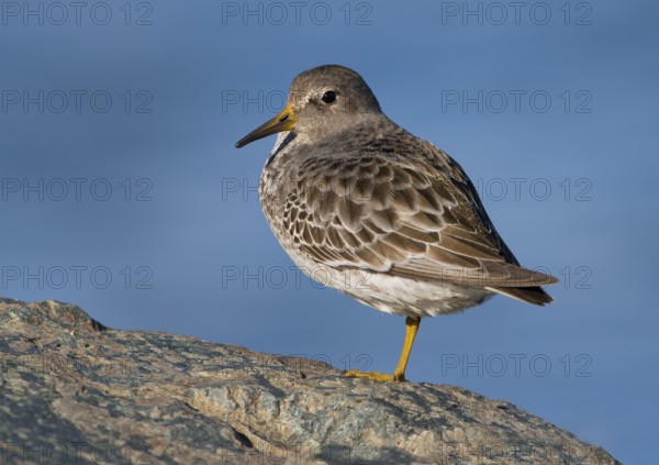 Rock Sandpiper (Calidris ptilocnemis), British Columbia, Canada
