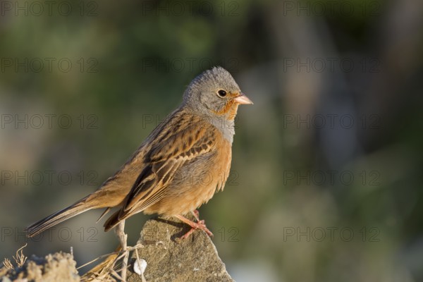 Cretzschmar's Bunting - Grauortolan - Emberiza caesia, Cyprus, adult male