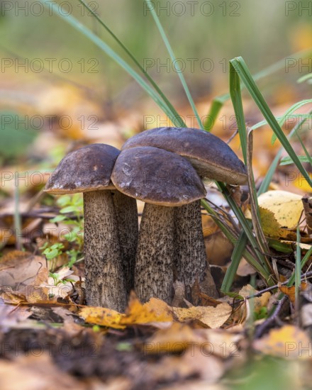 Birch bolete (Leccinum scabrum) in autumn forest, Mönchbruch nature reserve, Rüsselsheim am Main, Hesse, Germany
