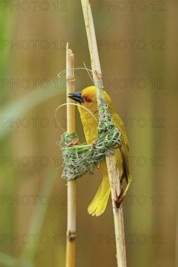 A gold weaver building a nest, iSimangaliso Wetland Park, St Lucia, KwaZulu-Natal, South Africa
