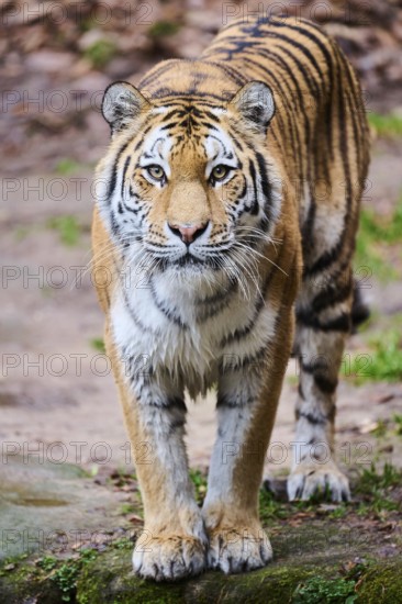Siberian tiger or Amur tiger (Panthera tigris altaica) standing on the ground, captive, habitat in Russia