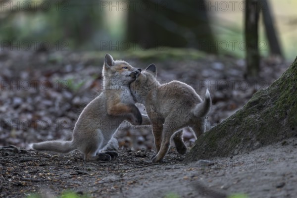 The ears of playing red fox pups (Vulpes vulpes) are a favourite target, rearing pups, baby animals, cute, playful, wrestling, May, Germany