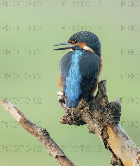Kingfisher (Alcedo atthis) sitting on an old branch, perch and looking for prey, Lower Saxony, Germany