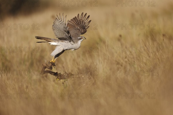 A female Northern Goshawk takes flight from a branch, wings spread wide against a backdrop of golden grassland. The bird's plumage showcases striking patterns and hues