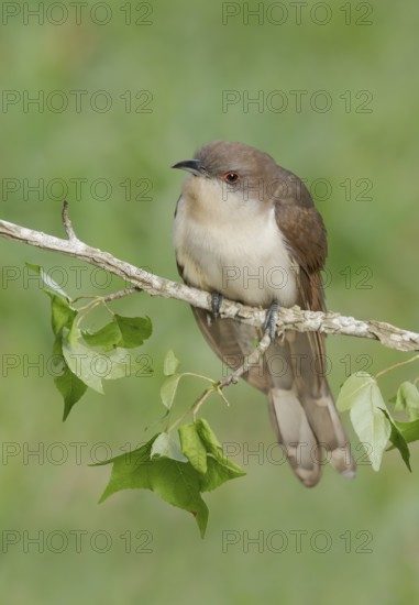 Black-billed Cuckoo (Coccyzus erythropthalmus) perched on a branch, Texas, USA