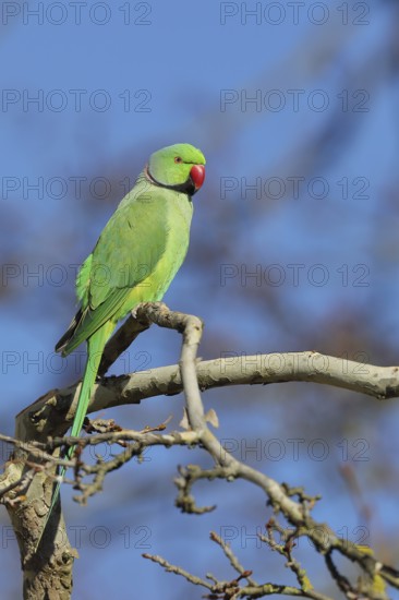 Rose-ringed parakeet (Psittacula krameri) sitting on a branch, palace gardens Biebrich, Wiesbaden, Hesse, Germany