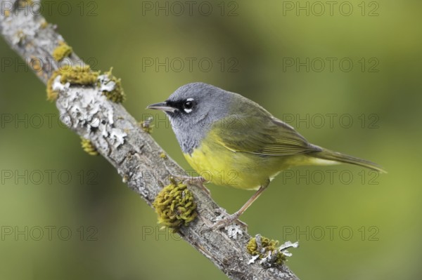 MacGillivray's Warbler (Geothlypis tolmiei), British Columbia, Canada