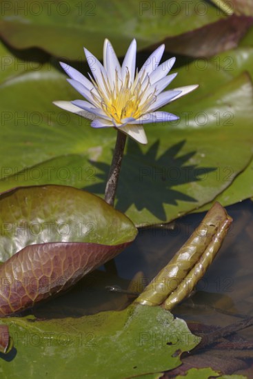 Blue Lotus (Nymphaea caerulea), South Luangwa National Park, Luangwa Valley, Zambia