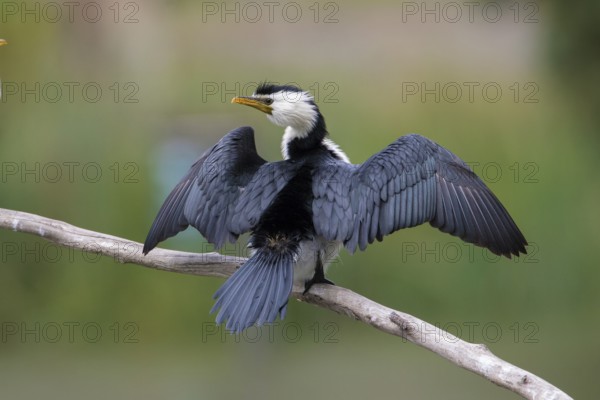 Little Pied Cormorant (Microcarbo melanoleucos), Victoria, Australia