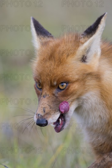 Red Fox (Vulpes vulpes) adult licks his lips, Netherlands
