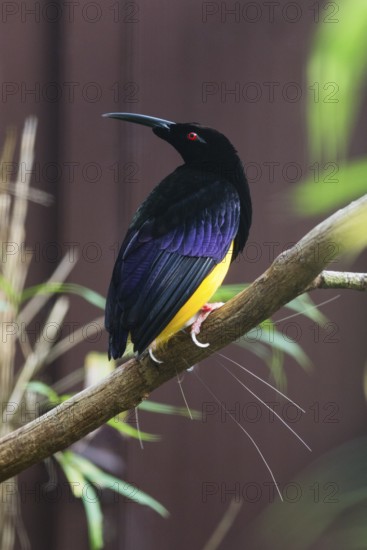Twelve-wired bird-of-paradise (Seleucidis melanoleucus) adult male perched on a branch, native to New Guinea and Salawati Island, Indonesia, captive, Germany