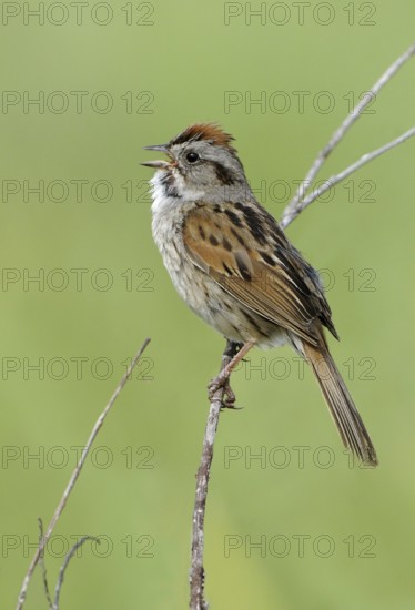 Swamp Sparrow (Melospiza georgiana) singing, Alberta, Canada