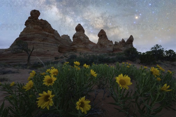 Starry night sky over Coyote Buttes in the Paria Canyon-Vermilion Cliffs Wilderness, Arizona, highlighting vibrant desert sunflowers