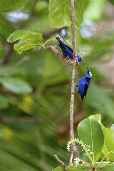 Turquoise Sunbird (Cyanerpes cyaneus), two birds sitting on a branch, Corcovado National Park, Osa, Puntarena Province, Costa Rica