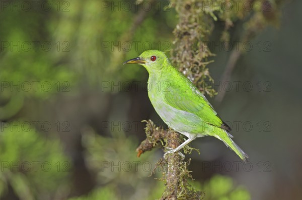 Green Honeycreeper Chlorophanes spiza Las Cruces OTS Station, San Vito, COSTA RICA 5 November Adult Thraupidae