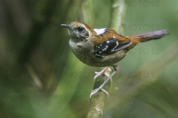 Squamate Antbird (Myrmeciza squamosa) perched on a branch in the Atlantic rainforest of southeast Brazil