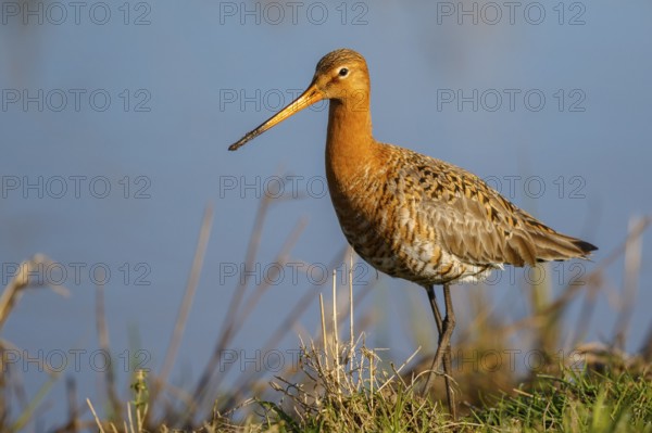 Black-tailed Godwit (Limosa limosa) male, Netherlands