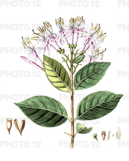 Cinchona montana, cinchona tree, digital reproduction of a historical model, between 1790 and 1810