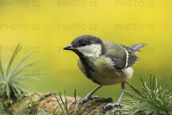 Great Tit (Parus major) juvenile, Lower Saxony, Germany