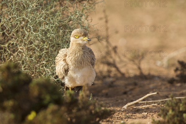 Eurasian Stone-curlew (Burhinus oedicnemus) juvenile, Morocco