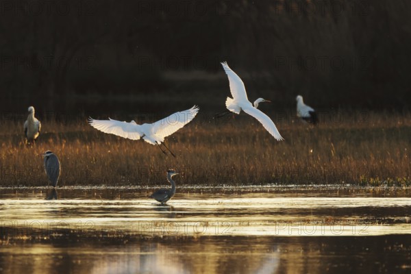 Graceful egrets take flight over a tranquil marsh, their wings illuminated by the golden glow of sunset. A picturesque scene of nature and freedom in wetland of the Emporda