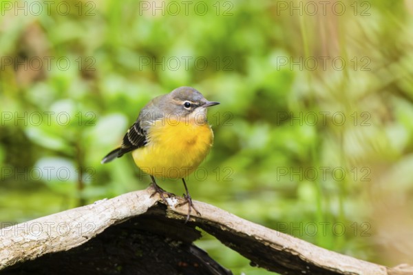 Grey Wagtail (Motacilla cinerea) sitting on an old wood, wildlife, Germany