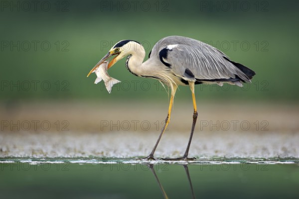 Heron with fish. Grey Heron, Ardea cinerea, blurred grass in background. Heron in the forest lake. Animal in the nature habitat, hunting in the water, with mirror reflection