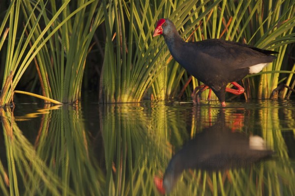 Western Swamphen (Porphyrio porphyrio), Andalusia, Spain