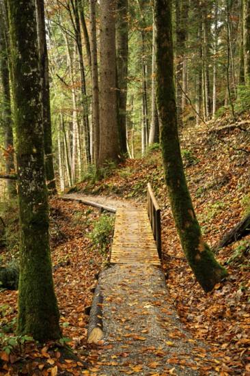 The Hausbachklamm gorge in autumn. A hiking trail leads through the forest. Weiler-Simmerberg, West Allgäu, Allgäu, Bavaria, Germany