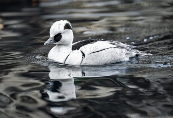 Red-breasted Merganser (Mergellus albellus), swimming in the water, Alaska, USA