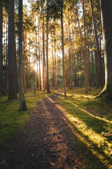 A quiet path through the forest, illuminated by the warm light of the low sun, Unterhaugstett, Black Forest, Calw district, Germany