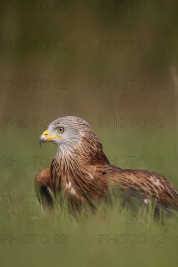 Red kite (Milvus milvus) adult raptor bird of prey in grassland, England, United Kingdom