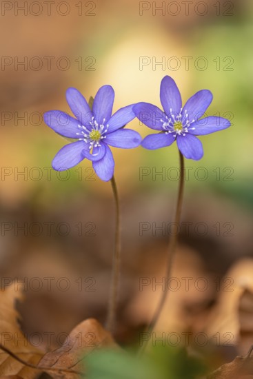 Liverwort, (Anemone hepatica), flower, early bloomer, plant, Steinhagen, Lower Saxony, Germany, Steinhagen, Lower Saxony, Germany