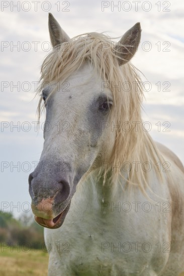 White Camargue horse with long mane standing in a meadow in front of a cloudy sky, summer, Camargue, France