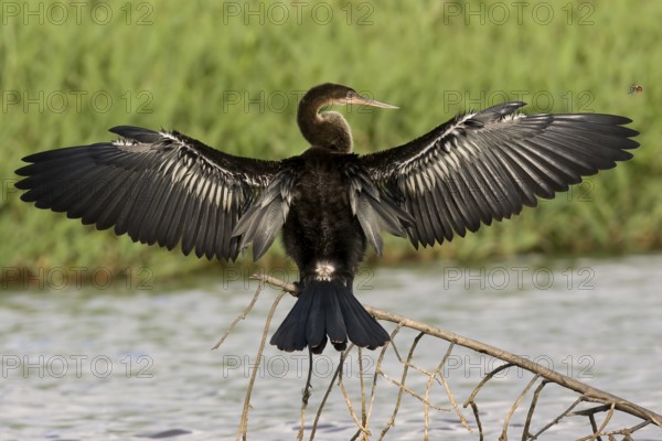 Anhinga
