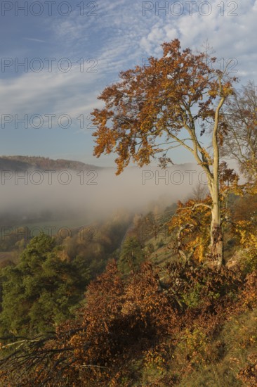 Sunrise close to the 12 Apostels rock formation in the Altmühl valley nature park close to Solnhofen in Bavaria, Germany. Some fog and trees in autumn colors