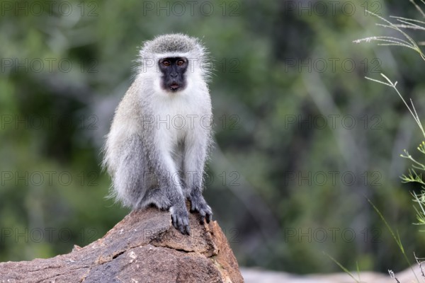 Vervet Monkey (Chlorocebus pygerythrus), adult, on rocks, alert, Mountain Zebra National Park, Eastern Cape, South Africa