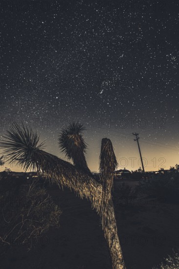 Camping in Joshua Tree National Park under a starry sky
