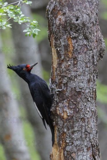 Magellanic Woodpecker (Campephilus magellanicus) perched on a branch in Chile